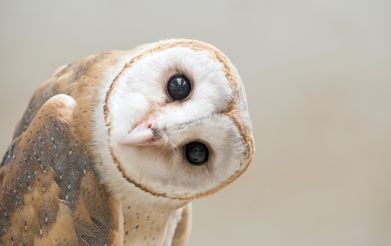 Barn Owl Listening and Looking