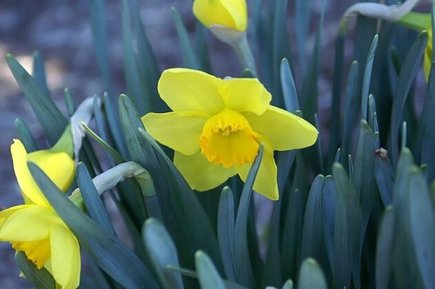 Narcissus Flower Meanings, Symbolism, and Mythology | UniGuide
