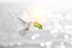 Peace Dove