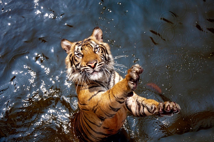 Tiger Reaching