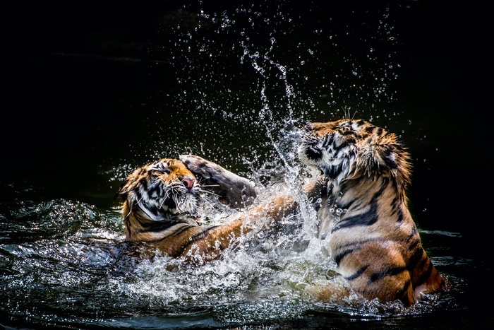 Two Tigers in Water