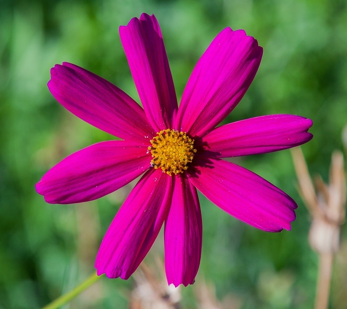 Closeup Cosmos