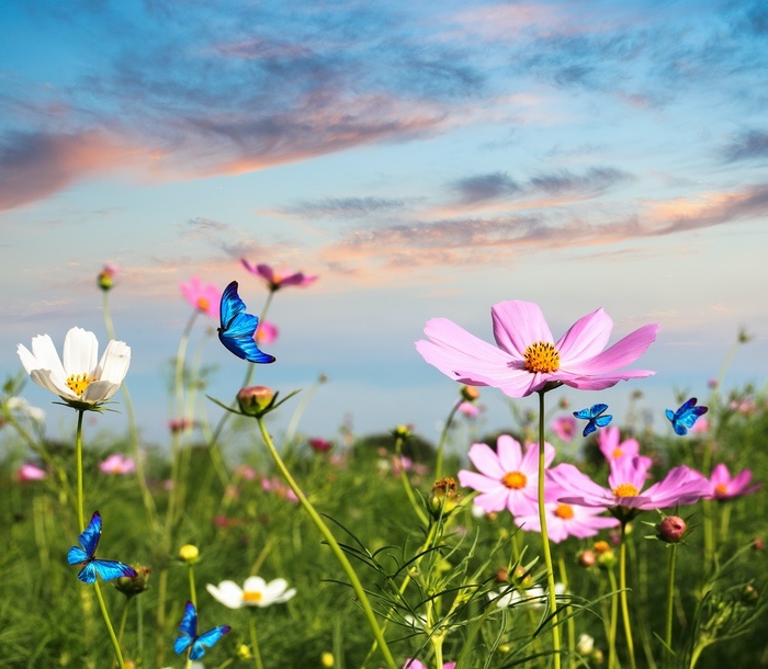 Cosmos Flower Meanings, Symbolism & Uses UniGuide
