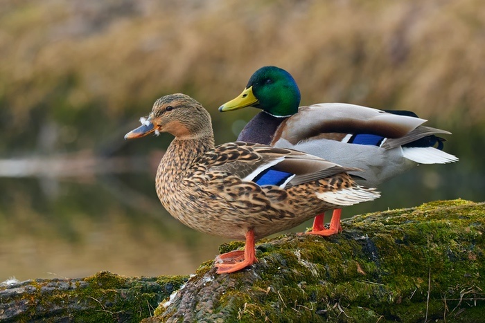 Pair of Mallard Ducks