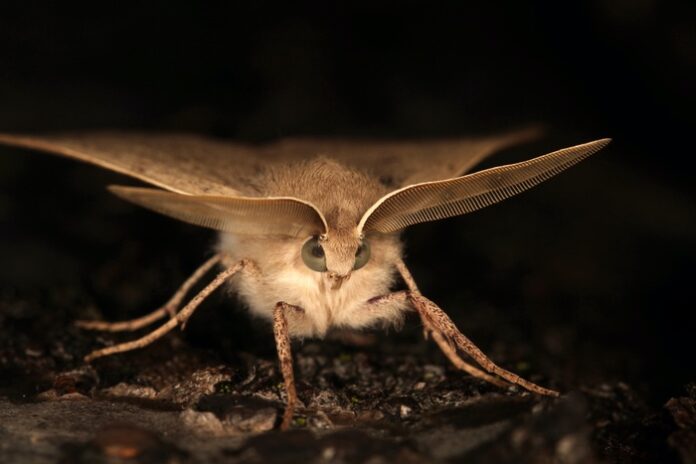 Moth Symbolism & Meaning & the Moth Spirit Animal | UniGuide