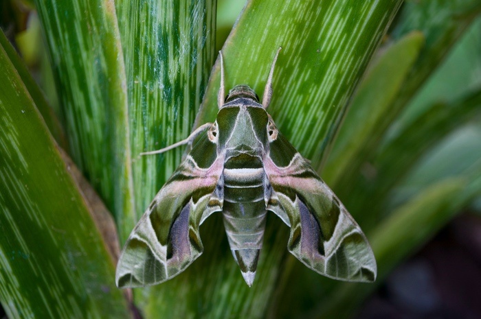 Beautiful Moth on Leaves