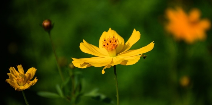 Yellow Cosmos