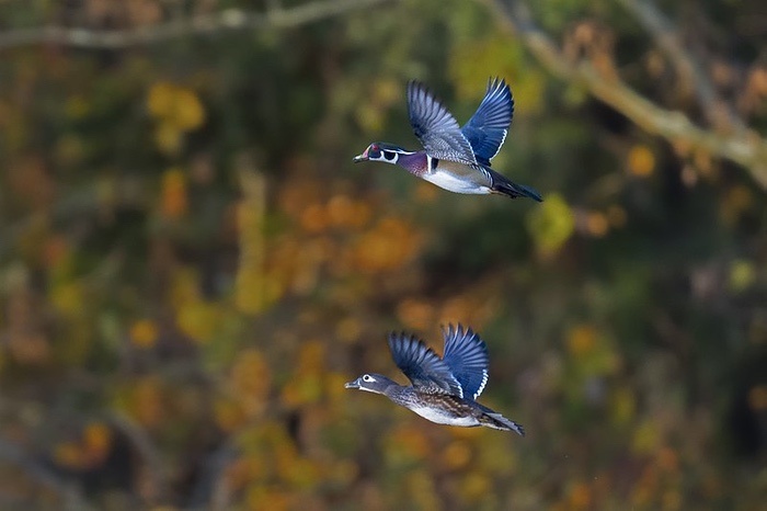 Woods Ducks in Flight