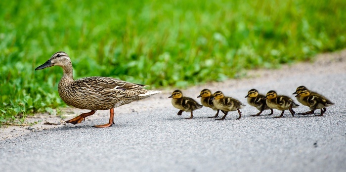 Mother Duck and Ducklings