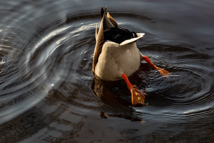 Duck Diving