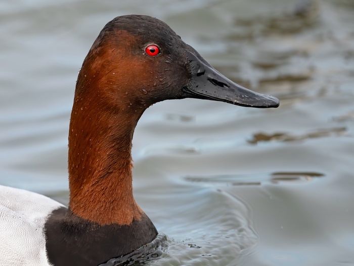 Duck with Red Eyes