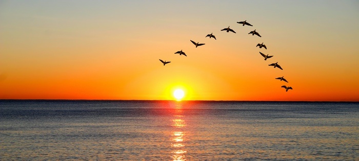 Ducks in Formation