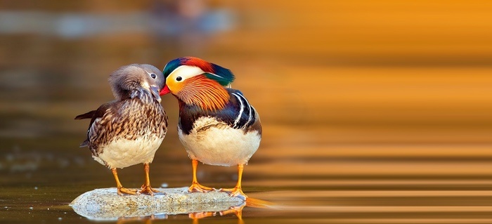 Pair of Mandarin Ducks