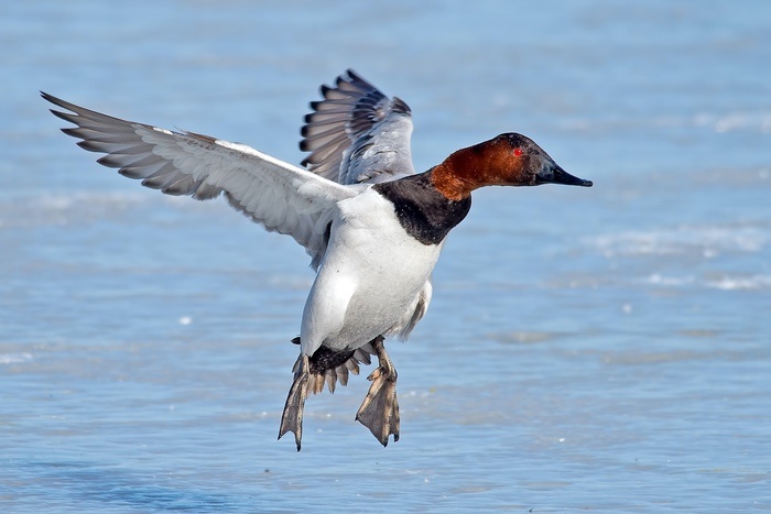 Duck Landing on Water