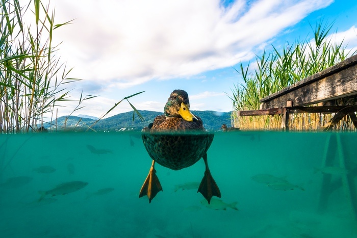 Duck in Water