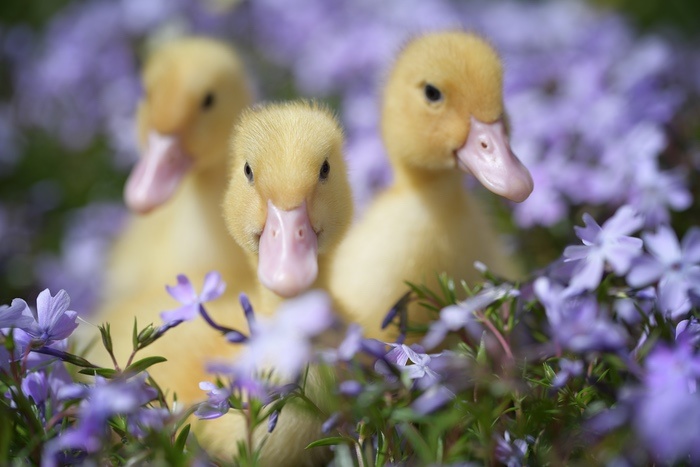 Three Ducklings