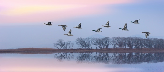 Ducks Migrating