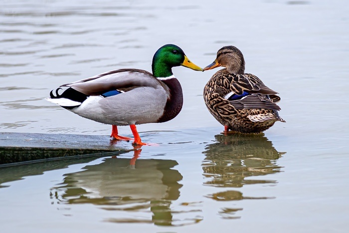 Pair of Mallard Ducks