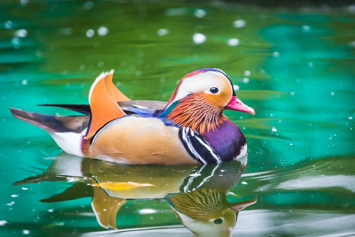 Mandarin Duck