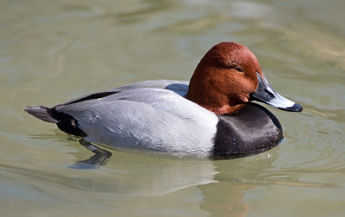 Peaceful Duck