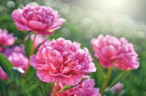 Peony Flowers