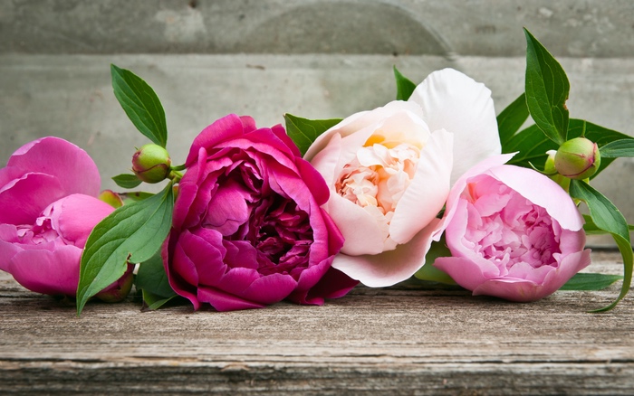 Peony Blooms