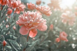 Peony Meaning & Symbolism + Peony Uses & Care | UniGuide