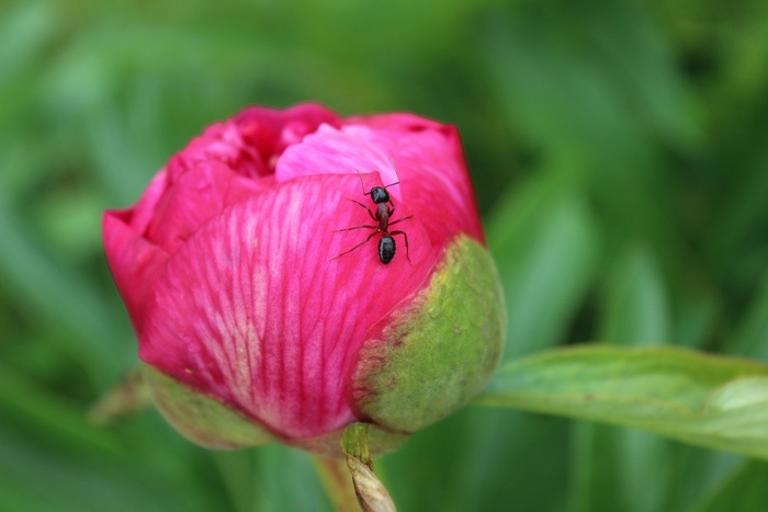 Ant on a Peony Flower