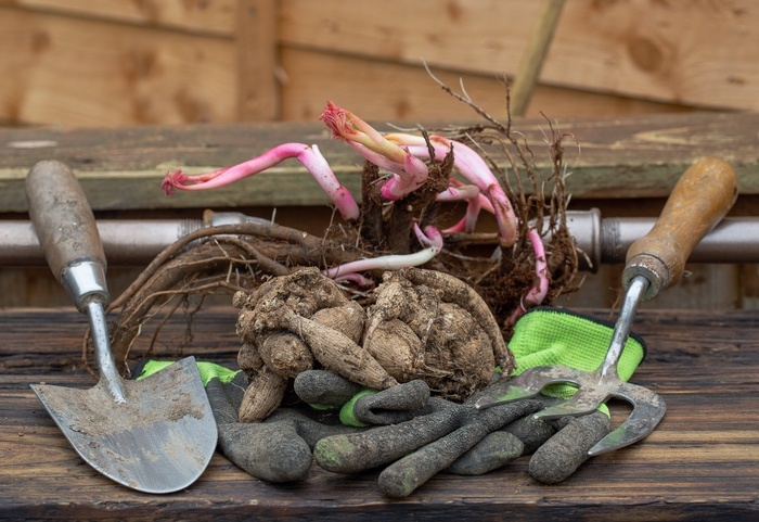 Peony Planting and Care