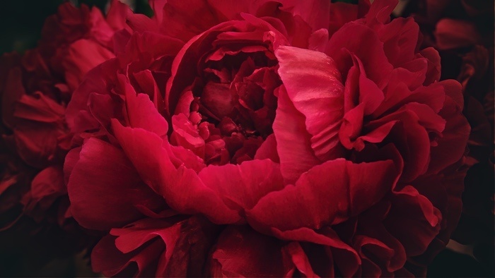 Red Peony Up Close