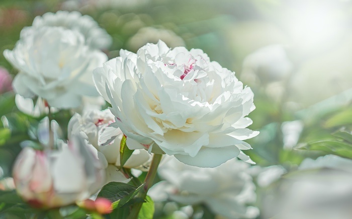 White Peony Flowers