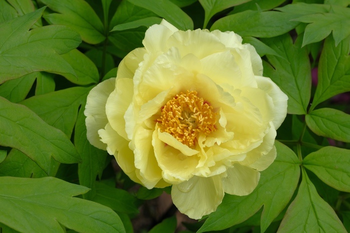 Yellow Peony