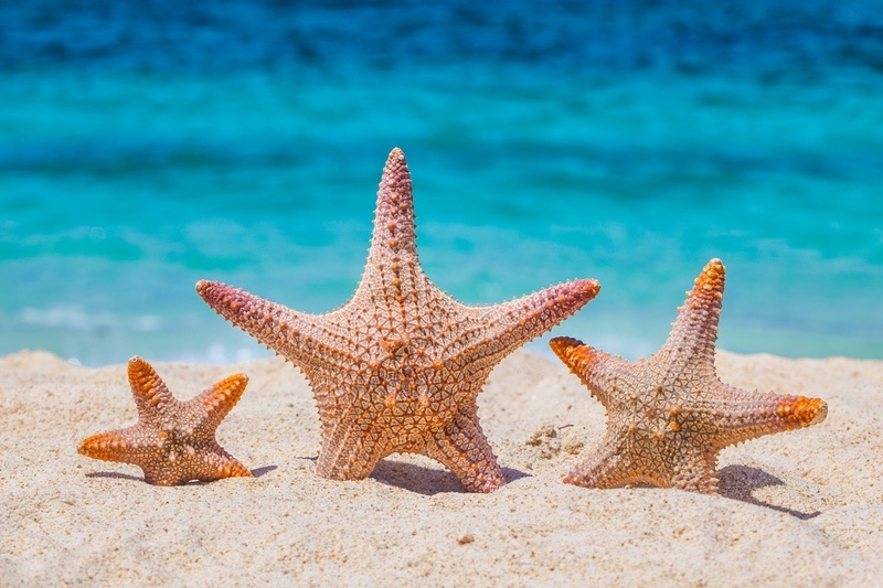 Sea Stars