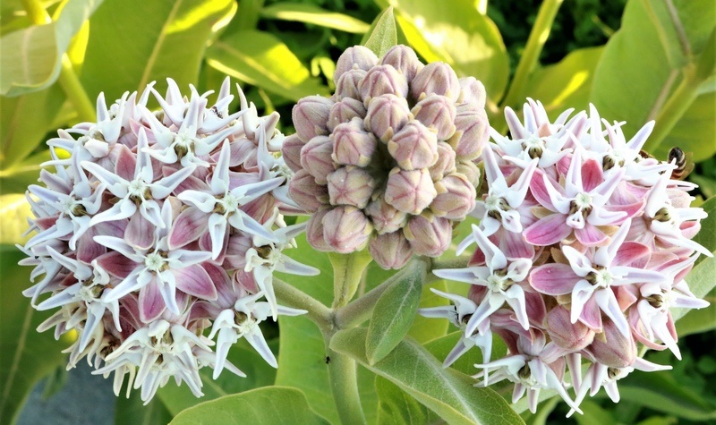 Milkweed Blossoms