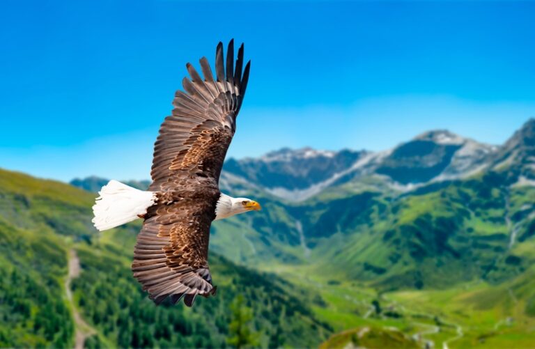 Bald Eagle in Flight Green Valley