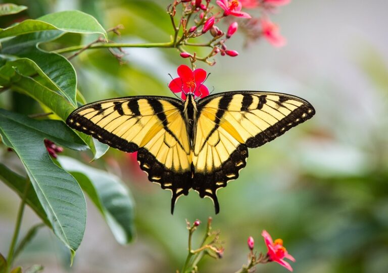 Yellow Swallowtail Butterfly