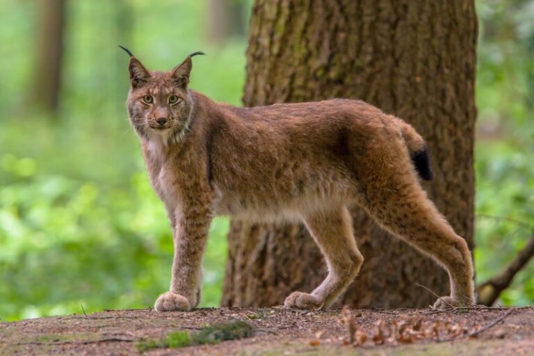 Lynx in Forest