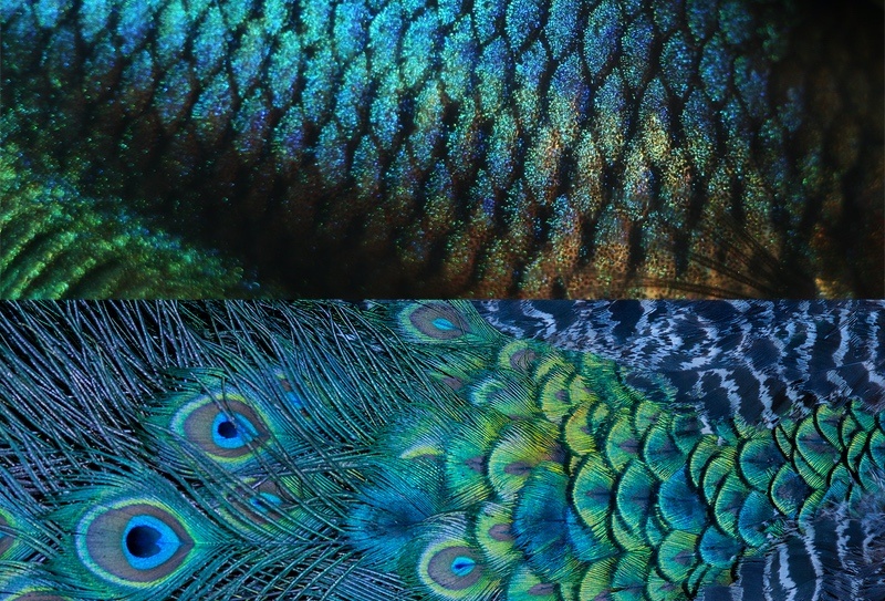 Fish Scales and Peacock Feathers