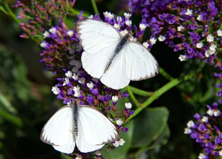 Two Southern White Butterflies