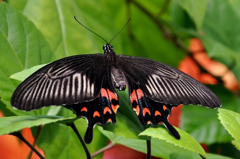 Black and Red Butterfly