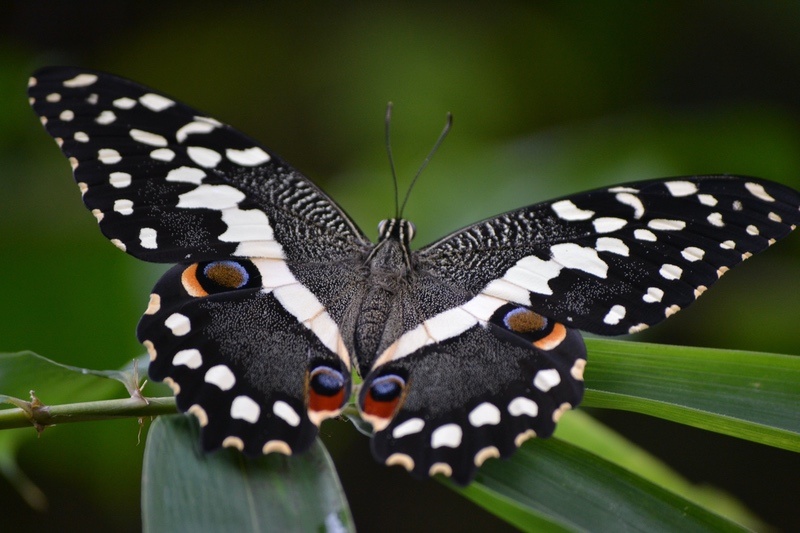 Black Butterfly Meaning
