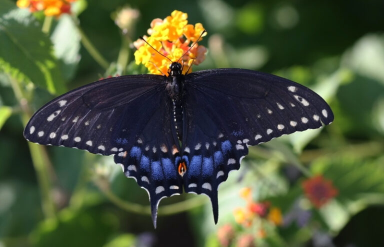 Spicebush Swallowtail Butterfly