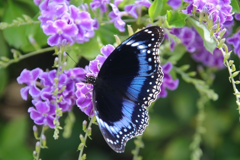 Black and Blue Butterfly on Purple Flowers