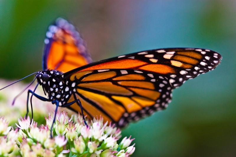 Monarch Butterfly