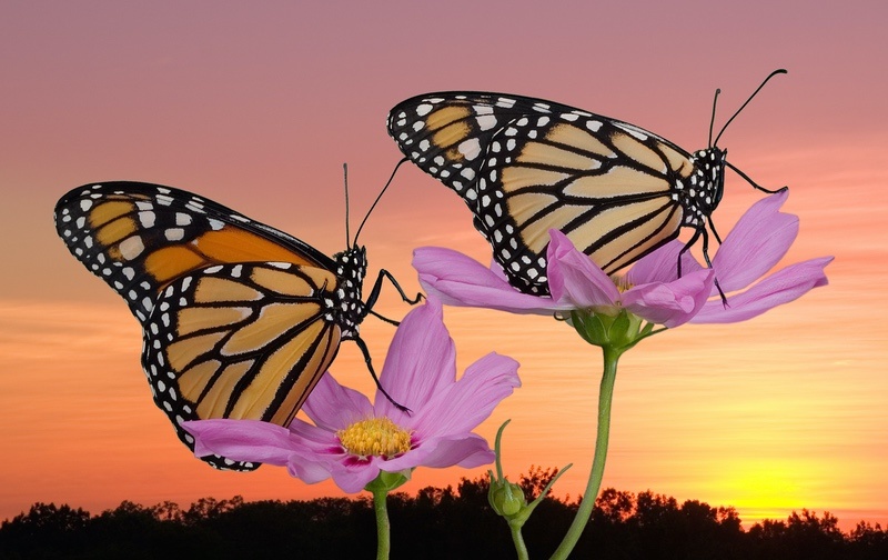 Two Monarch Butterflies
