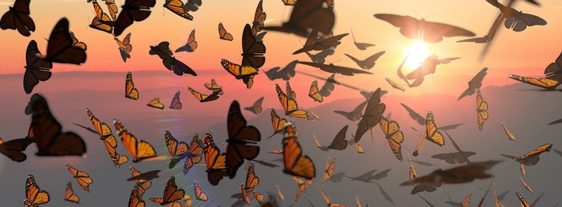 Monarch Butterfly Migration