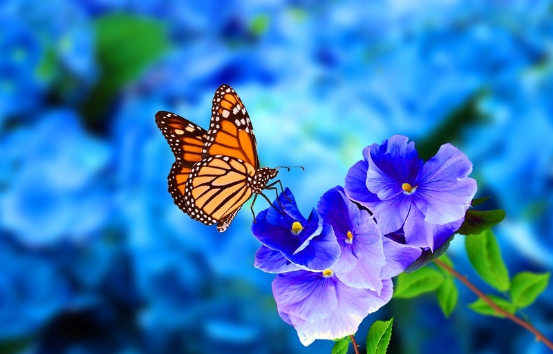 Monarch Butterly and Blue Flowers