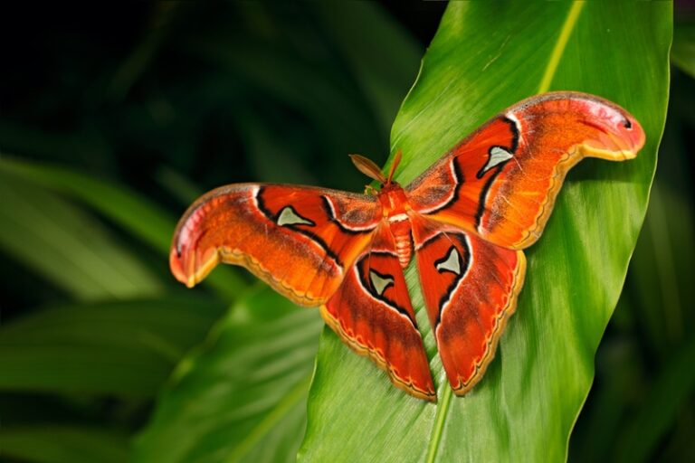 Orange Atlas Moth