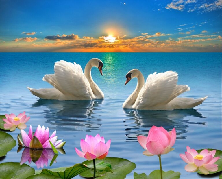 Swans and Lotus Flowers