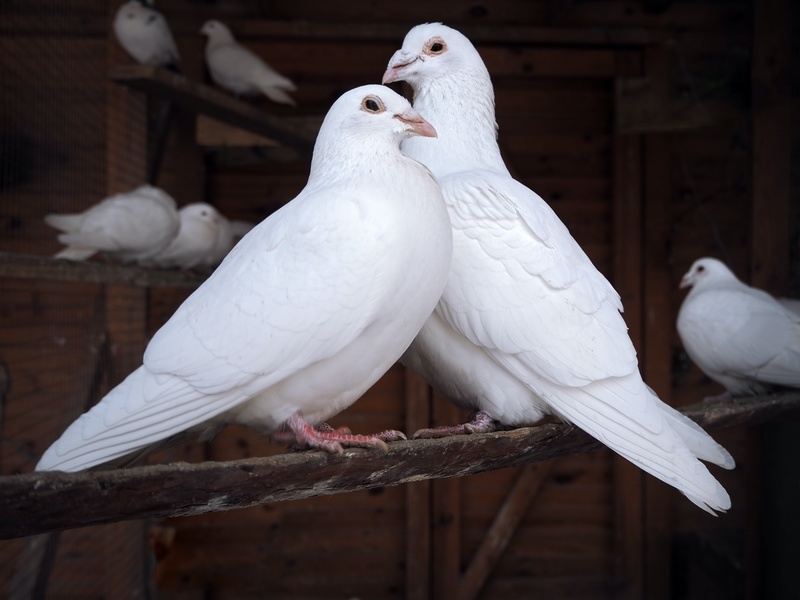 White Pigeon Meaning and Symbolism Explained UniGuide